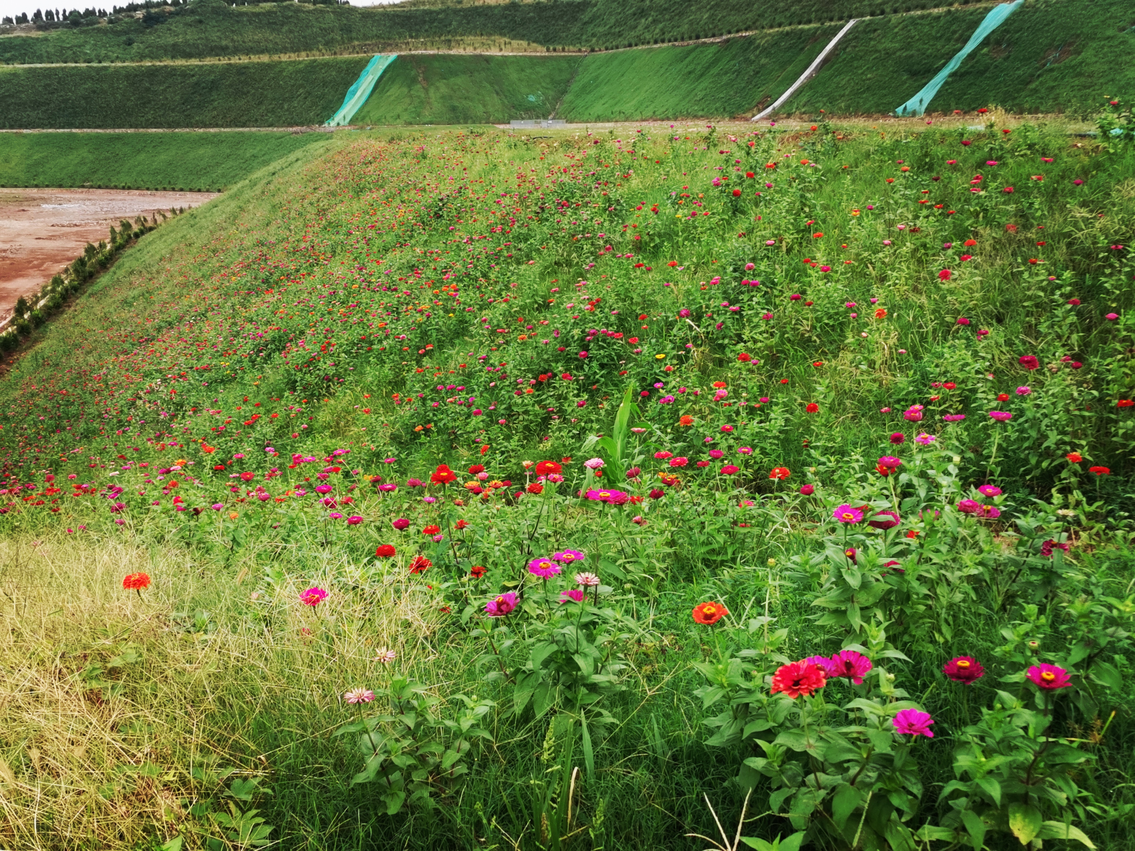 从地质找矿“尖兵”到生态修复治理“园丁” ——地质五队矿山生态修复治理侧记